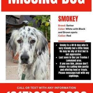 Image of Smokey, Lost Dog