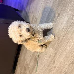 Image of Unknown, Found Dog