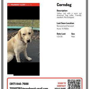 Image of CornDog, Lost Dog