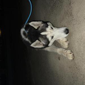 Image of Unknown, Found Dog