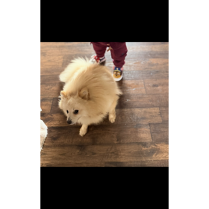 Lost Dog Simba