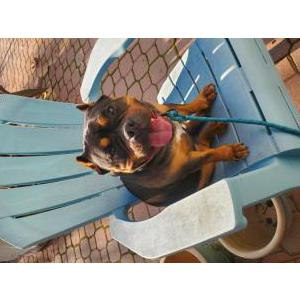 Image of Unknown, Found Dog