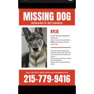 Lost Dog Kylie
