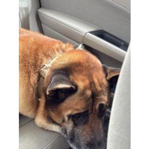 Image of unknown, Found Dog