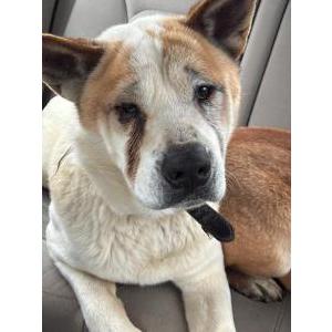 Image of unknown, Found Dog