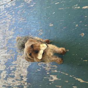 Image of Mono, Lost Dog