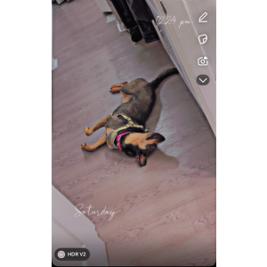 Image of Mississippi, Lost Dog