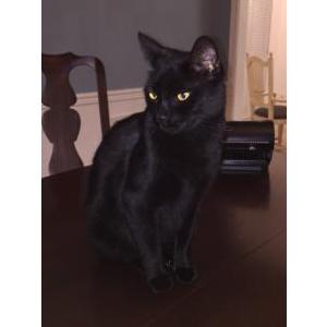 Image of Beyonce, Lost Cat