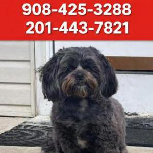 Image of Alaia, Lost Dog