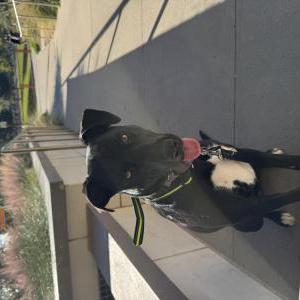 Lost Dog Diamond