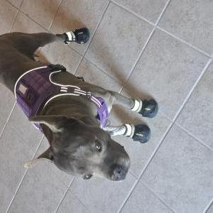 Image of Buddy, Lost Dog