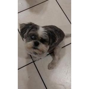 Image of Coco, Lost Dog