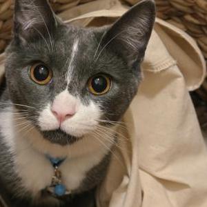 Image of Jack, Lost Cat