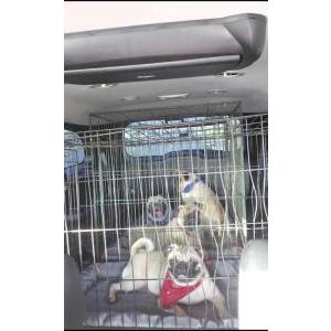 Image of Lola and Phillip, Lost Dog