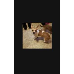Image of Snickers, Lost Dog