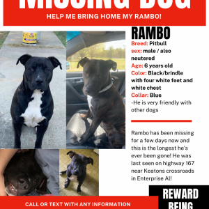 Lost Dog Rambo