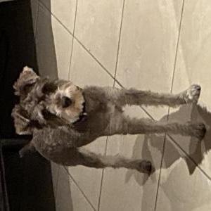 Image of Layla, Lost Dog