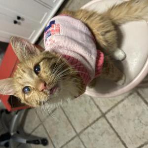 Image of Athena, Lost Cat