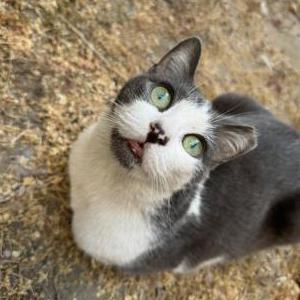 Lost Cat Kitty