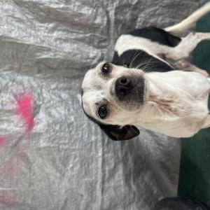 Lost Dog Luna