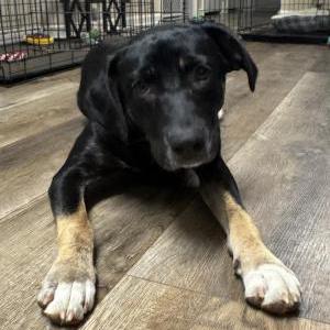 Image of Unknown, Found Dog