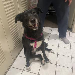 Found Dog Unknown