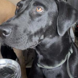 Lost Dog Max