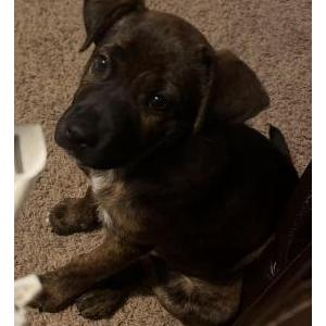 Image of Puppy girl Mtn Cur, Found Dog