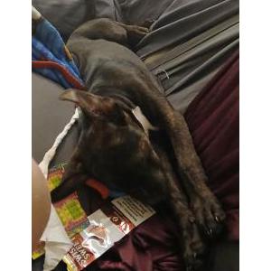 Image of puppy, Lost Dog