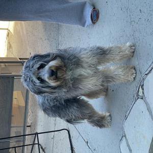 Image of Unknown, Found Dog