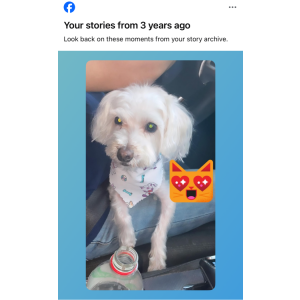 Image of Samantha, Lost Dog