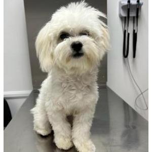 Image of Chiquilin, Lost Dog