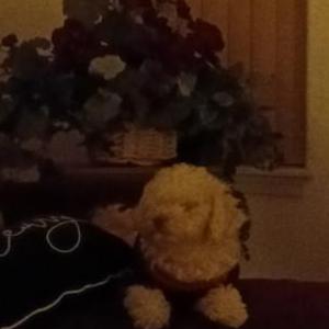 Image of China, Lost Dog