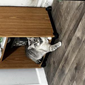 Image of Juju, Lost Cat
