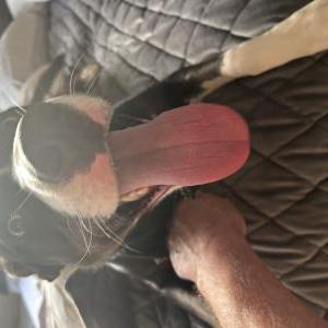 Image of unknown, Found Dog