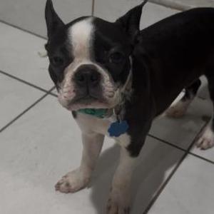 Image of Big Girl, Lost Dog