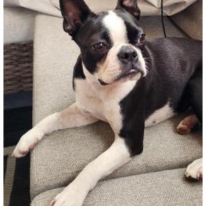 2nd Image of Big Girl, Lost Dog