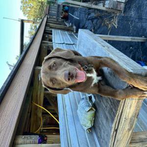 Image of Dumplin, Lost Dog