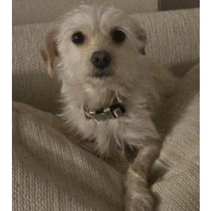 Image of Strudel, Lost Dog