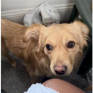 Image of Boosie, Lost Dog