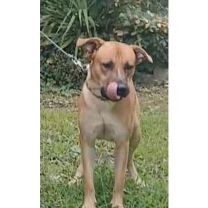 Image of Mack, Lost Dog