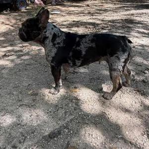 Image of Cookie, Lost Dog