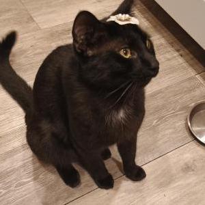 Image of Diego, Lost Cat