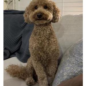 Image of Unknown, Found Dog