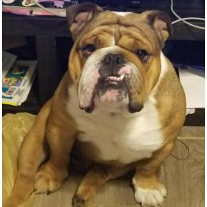 Image of Toker, Lost Dog