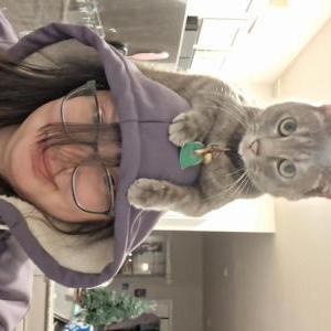 Image of Lil, Lost Cat