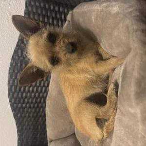 Image of Unknown, Found Dog