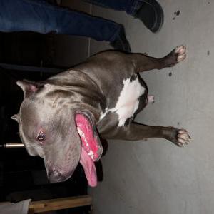 Image of Unknown, Found Dog