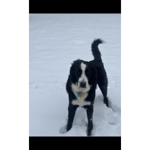 Image of WallE, Lost Dog