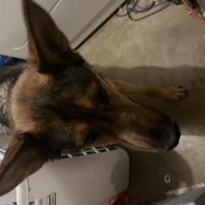Found Dog Unknown